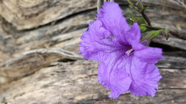 Krásné Fialové Květy Dřevěném Povrchu — Stock fotografie