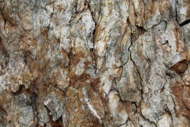 Eski ağaç kabuğu dokusunun arkaplanı