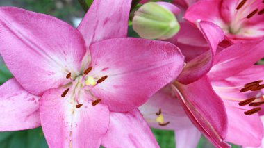 Yaz bahçesinin arka planında pembe zambaklar.