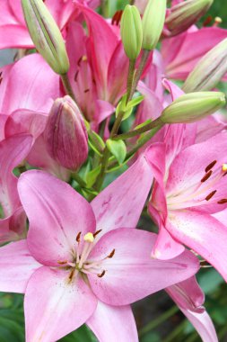 pembe lily yakın çekim