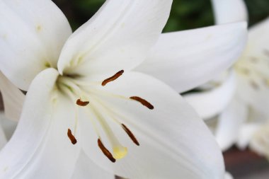 Bahçede büyüyen güzel çiçekler, güneşli yaz günü
