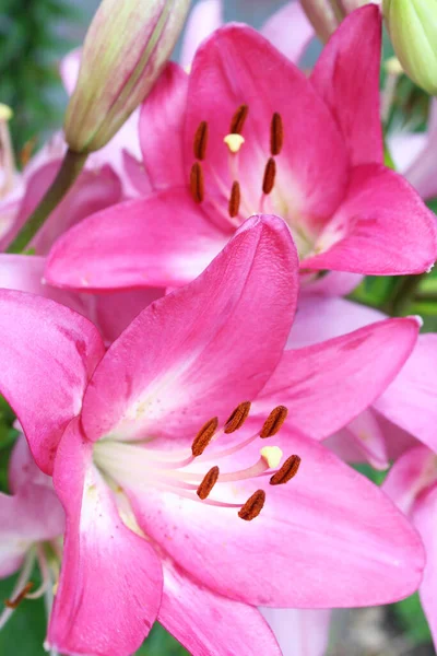 Красивый Розовый Цветок Растет Саду — стоковое фото