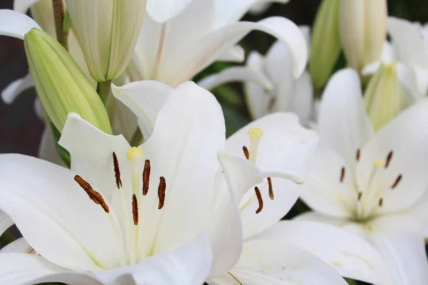 stock image beautiful white lilies flowers