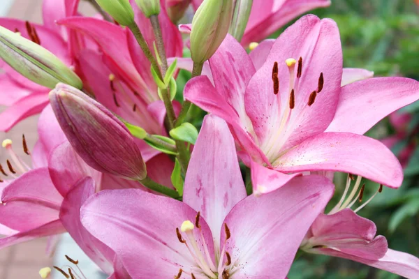 stock image beautiful flowers growing in garden at summer sunny day