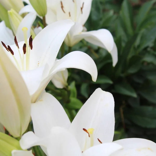 White Lily Flower Garden — Stock Photo, Image