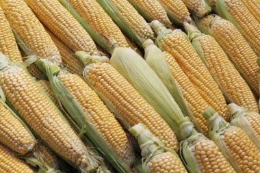 Koçanlardaki mısır koçanları istiflenmiş..