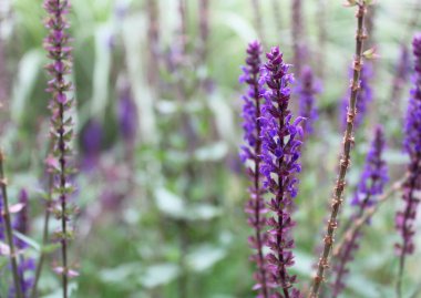 Bahçedeki güzel çiçekler