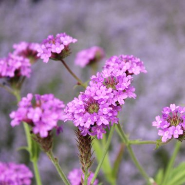 Bahçedeki güzel çiçekler