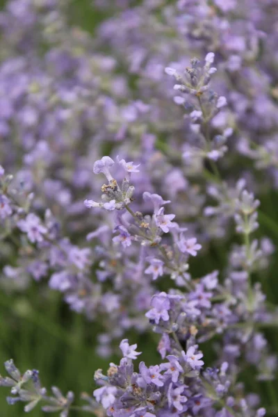 Natural Background Lavender Flowers Close Lavender Flowers — Stock Photo, Image