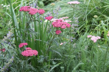 yarrow bitkileri. Taze yeşil çimenler üzerinde güzel pembe yarrow çiçekleri