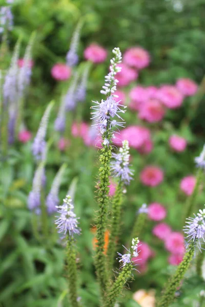 Kwiaty Polu Naturalne Tło Świeżych Dzikich Kwiatów — Zdjęcie stockowe