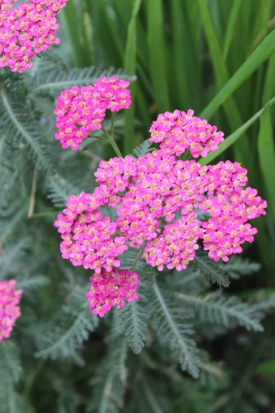 纱线植物 美丽的粉红纱花朵 背景是新鲜的青草 — 图库照片
