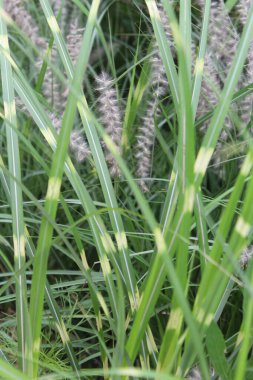 Çimenlerdeki çimenler. Doğal taze çimenlerin arka planı