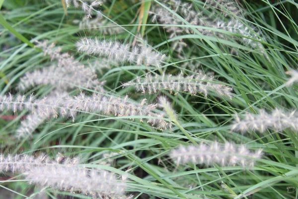 Gras Gras Hintergrund Der Natürlichen Frischen Gras — Stockfoto