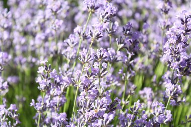 Yeşil bir tarlanın arka planında açan mor çiçekler.