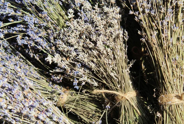 Provence, Fransa 'da lavanta çiçeği