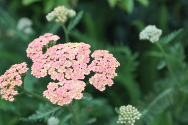 Doğal yeşil arka planda pembe yarrow çiçekleri
