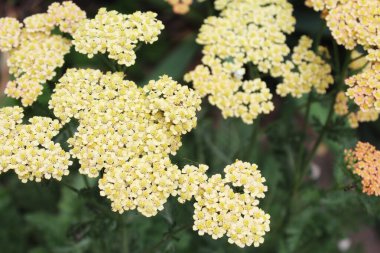 Doğal yeşil arka planda pembe yarrow çiçekleri