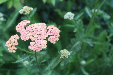 Doğal yeşil arka planda pembe yarrow çiçekleri