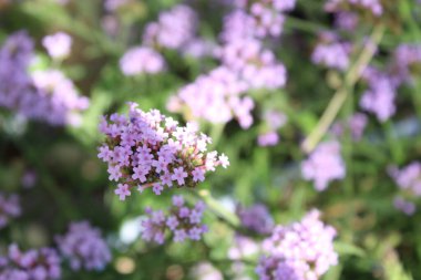 Tarladaki lavanta çiçeklerinin arka planında doğal olmayan lavanta çiçekleri