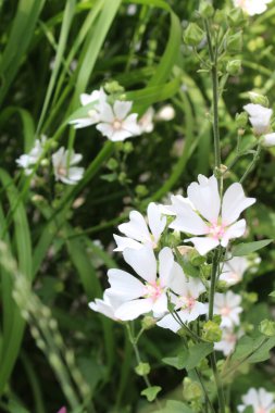 Taze beyaz çiçeklerin doğal arkaplanı