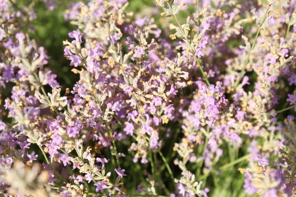 stock image beautiful flowers in garden