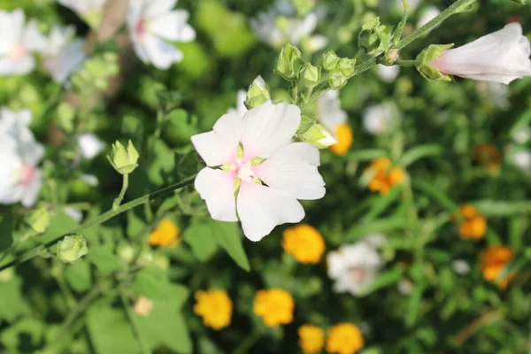 stock image  natural background of fresh wild yellow and white flowers