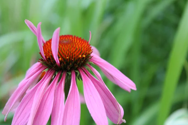 Krásný Květ Rostoucí Zahradě Létě Slunečný Den Zblízka Pohled — Stock fotografie