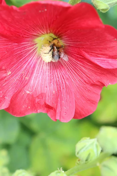 Пчела Цветке Шевона Маллоу Крупным Планом Пчелой — стоковое фото