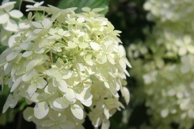 Beyaz ortanca çiçek yakın çekim