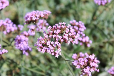  Çayırdaki çiçekler doğal arkaplanda