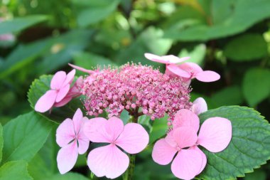 Yeşil doğal arka planda pembe güzel çiçek