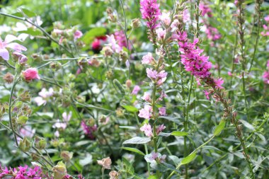 Taze yabani çiçeklerin doğal arka planı