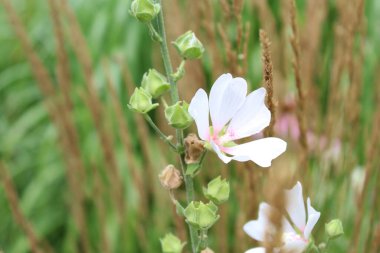  Kuru çimenlerdeki beyaz tarla çiçeğinin doğal arka planı