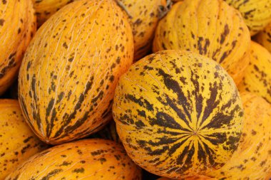 Taze karpuzlar yakın.