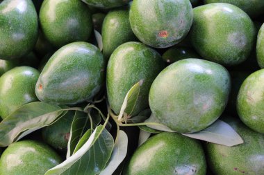 sağlıklı yiyecek taze yeşil avokadoların doğal arka planı