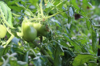 Bahçede yetişen yeşil domatesler