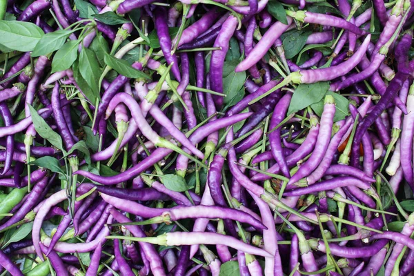 healthy food fresh purple pepper background