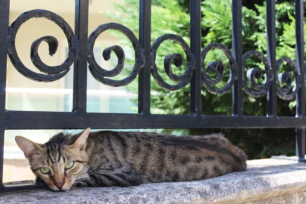 Kot Leżący Schodach Domu — Zdjęcie stockowe