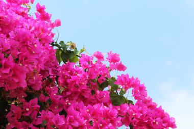 Türkiye 'de mavi arkaplan çiçekleri üzerindeki Bougainvillea pembesi