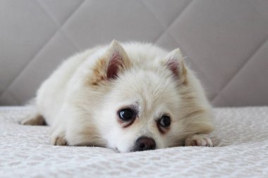 Beyaz Spitz köpeği geldi.