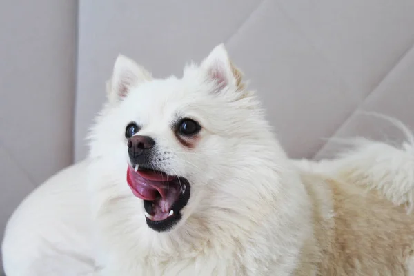 Portret Psa Białego Spica — Zdjęcie stockowe