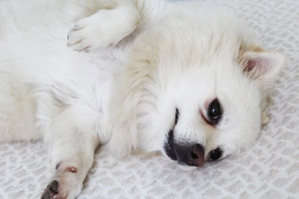 Branco Spitz Cão Encontra Cama Cão Está Deitado Quarto — Fotografia de Stock