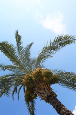 Mavi gökyüzü arkaplanlı palmiye ağacı