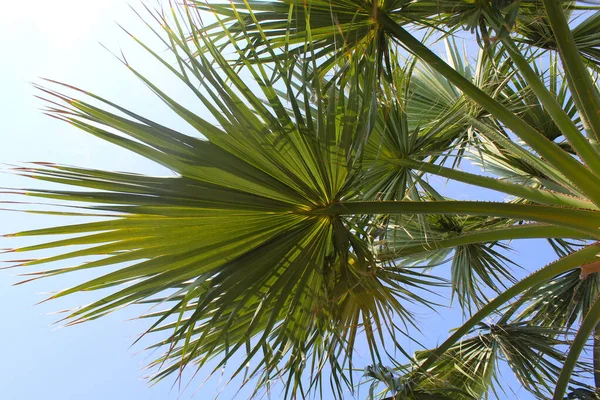 Coconut Tree Blue Sky — Stock Photo, Image