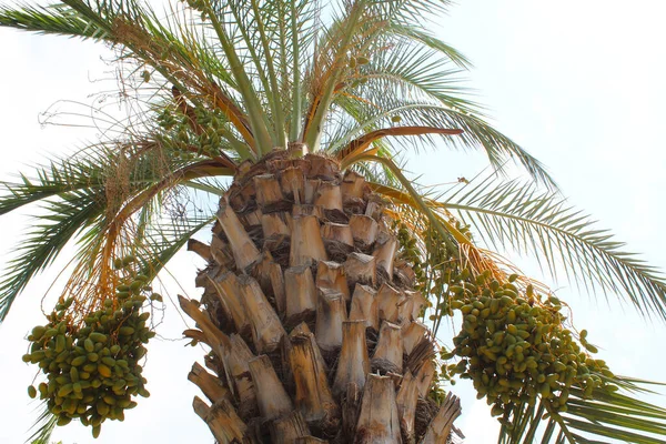 Пальмы Природный Фон Путешествия — стоковое фото