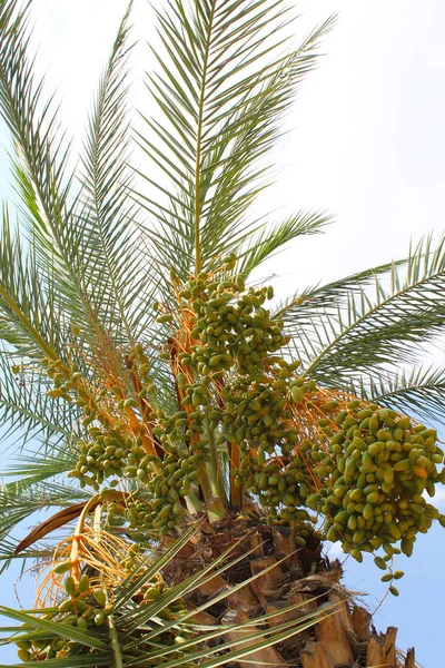 Пальмовые Ветви Флора Листва — стоковое фото