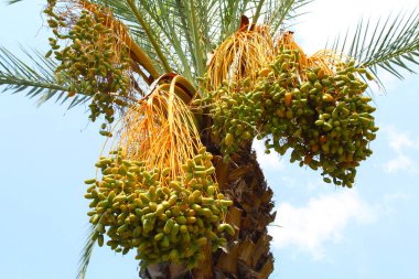 Palmiye ağacı, yakın görünüm