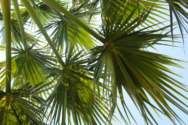 Close Palm Tree Leaves — Stock Photo, Image