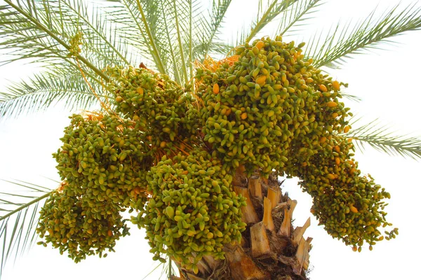 Пальма Марокко Африка Абстрактном Фоне — стоковое фото
